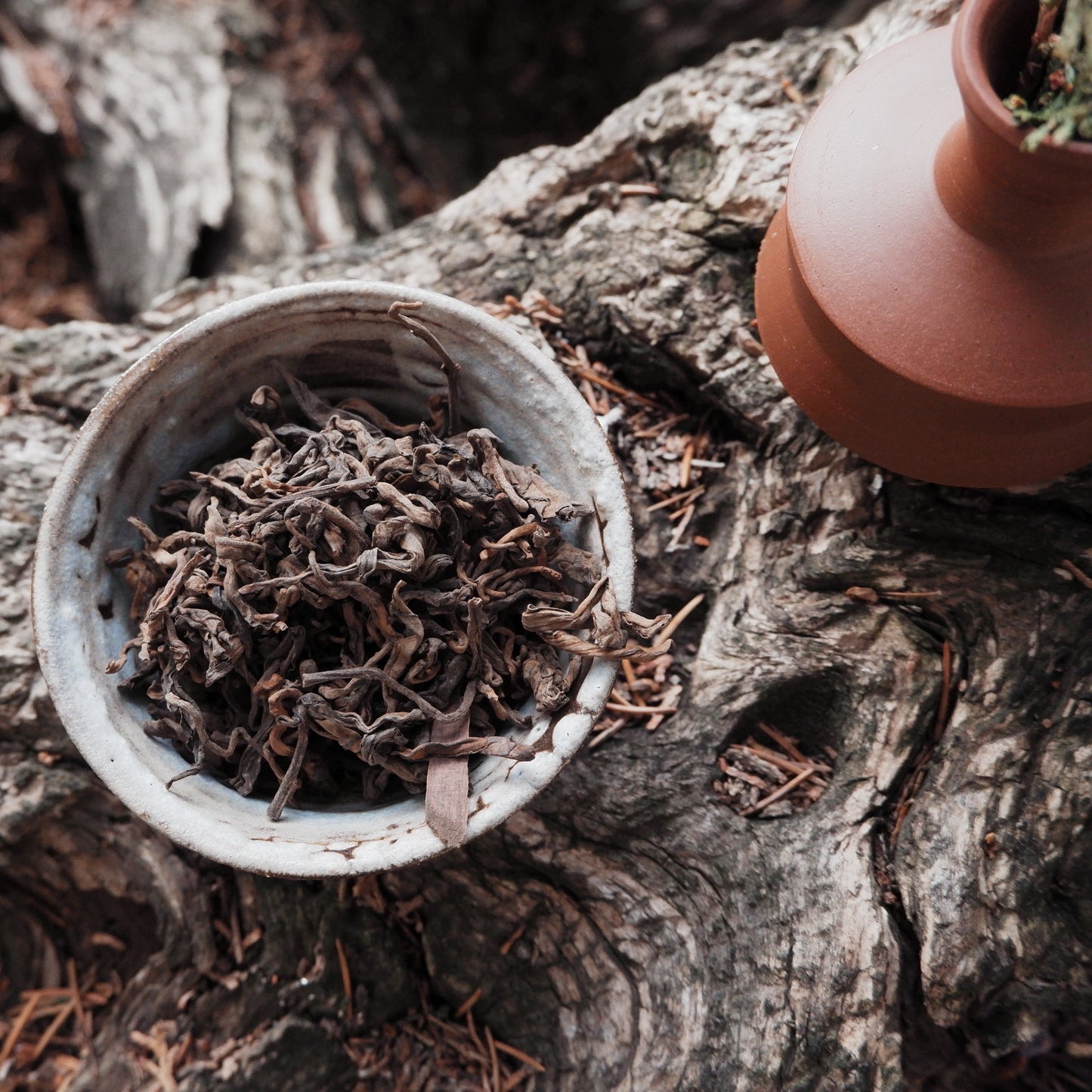 Розсипний Шу Пуер з древніх дерев 2024 рік